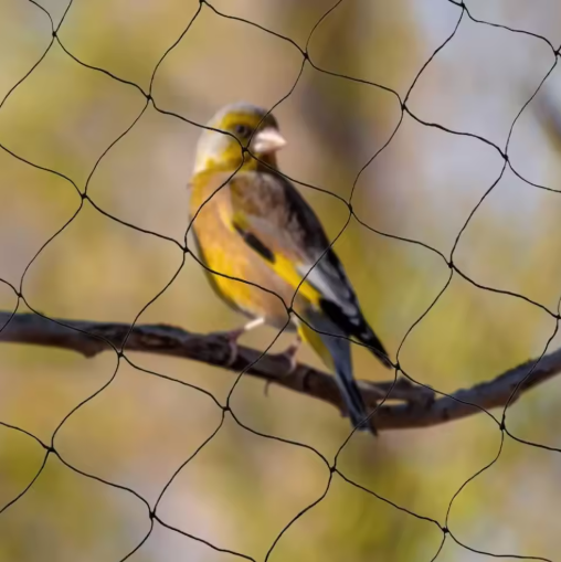 30m x 15m Vogelnet – Sterk en Herbruikbaar Net voor Tuin, Vijver, Fruitbomen en Gewassen