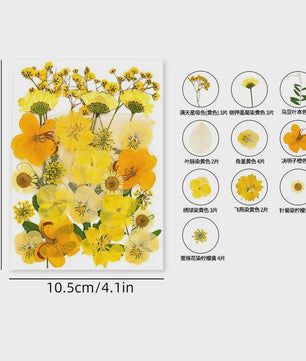30 Stuks Gedroogde Persbloemen - Natuurlijke Bloemen & Bladeren voor Resin Art, Knutselen en Decoratie