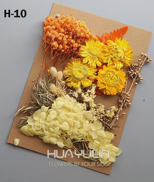 Set Gedroogde Bloemen & Hydrangea voor Ambacht & Decoratie