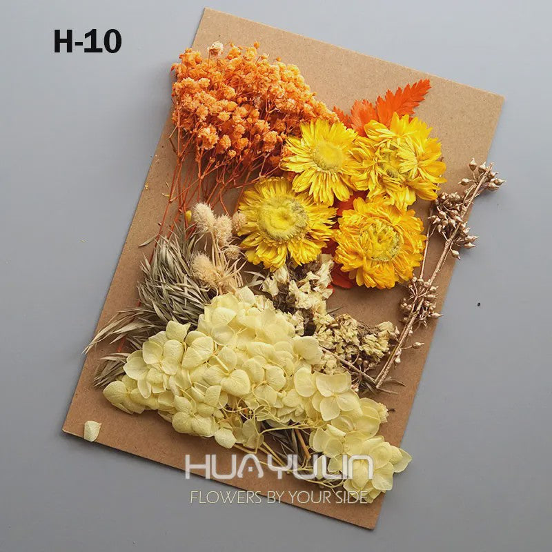 Set Gedroogde Bloemen & Hydrangea voor Ambacht & Decoratie
