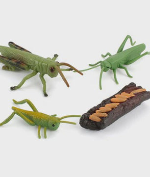 Educatieve Levenscyclus Figuren: Snail, Mantis & Sprinkhaan