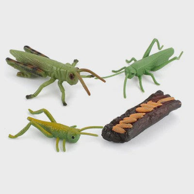Educatieve Levenscyclus Figuren: Snail, Mantis & Sprinkhaan