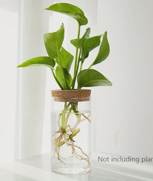 Glazen Hydroponics Vaas - Plantenstekken Station & Decoratie