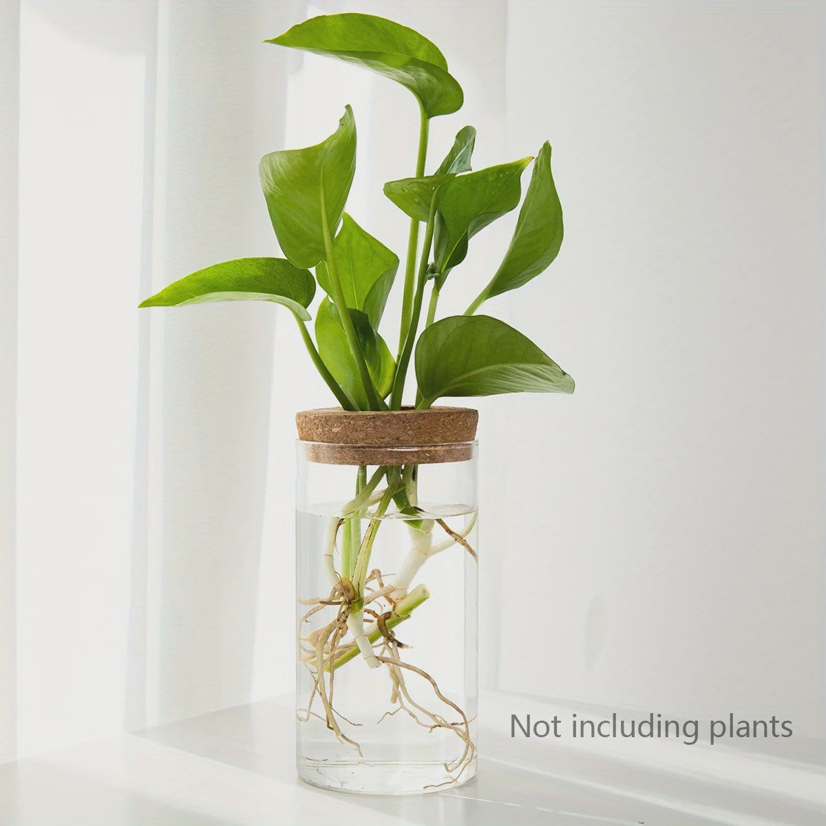 Glazen Hydroponics Vaas - Plantenstekken Station & Decoratie