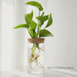 Glazen Hydroponics Vaas - Plantenstekken Station & Decoratie