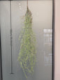 Hangende Kunstplant Groen - Decoratieve Nep Klimop voor Huis, Tuin & Bruiloft