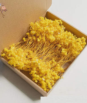 Gedroogde Mini Gipsenkruid Bloemen (100 stuks) - DIY Decoratie & Cadeau