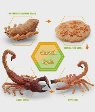 Montessori Levenscyclus Insecten Speelgoed: Spin, Duizendpoot, Schorpioen & Mier