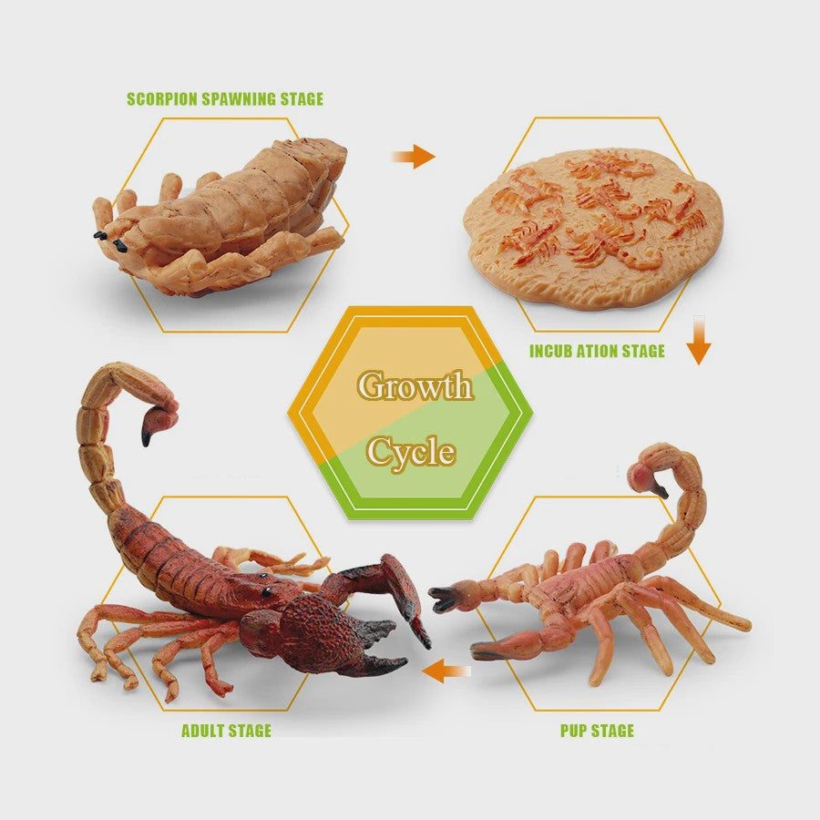 Montessori Levenscyclus Insecten Speelgoed: Spin, Duizendpoot, Schorpioen & Mier