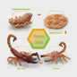 Montessori Levenscyclus Insecten Speelgoed: Spin, Duizendpoot, Schorpioen & Mier
