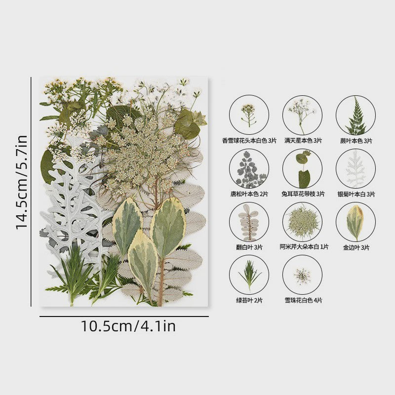 30 Stuks Gedroogde Persbloemen - Natuurlijke Bloemen & Bladeren voor Resin Art, Knutselen en Decoratie