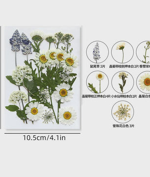 Set Gedroogde Bloemen & Bladeren (16-19 Stuks) - Natuurlijk & Realistisch