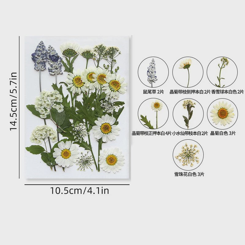 Set Gedroogde Bloemen & Bladeren (16-19 Stuks) - Natuurlijk & Realistisch
