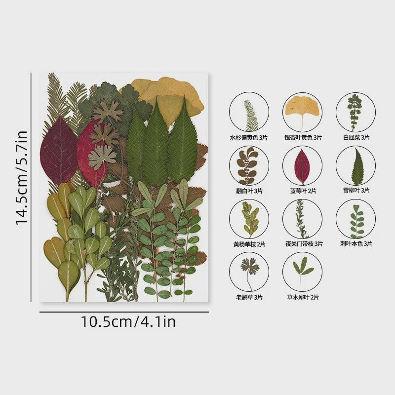 30 Stuks Gedroogde Persbloemen - Natuurlijke Bloemen & Bladeren voor Resin Art, Knutselen en Decoratie