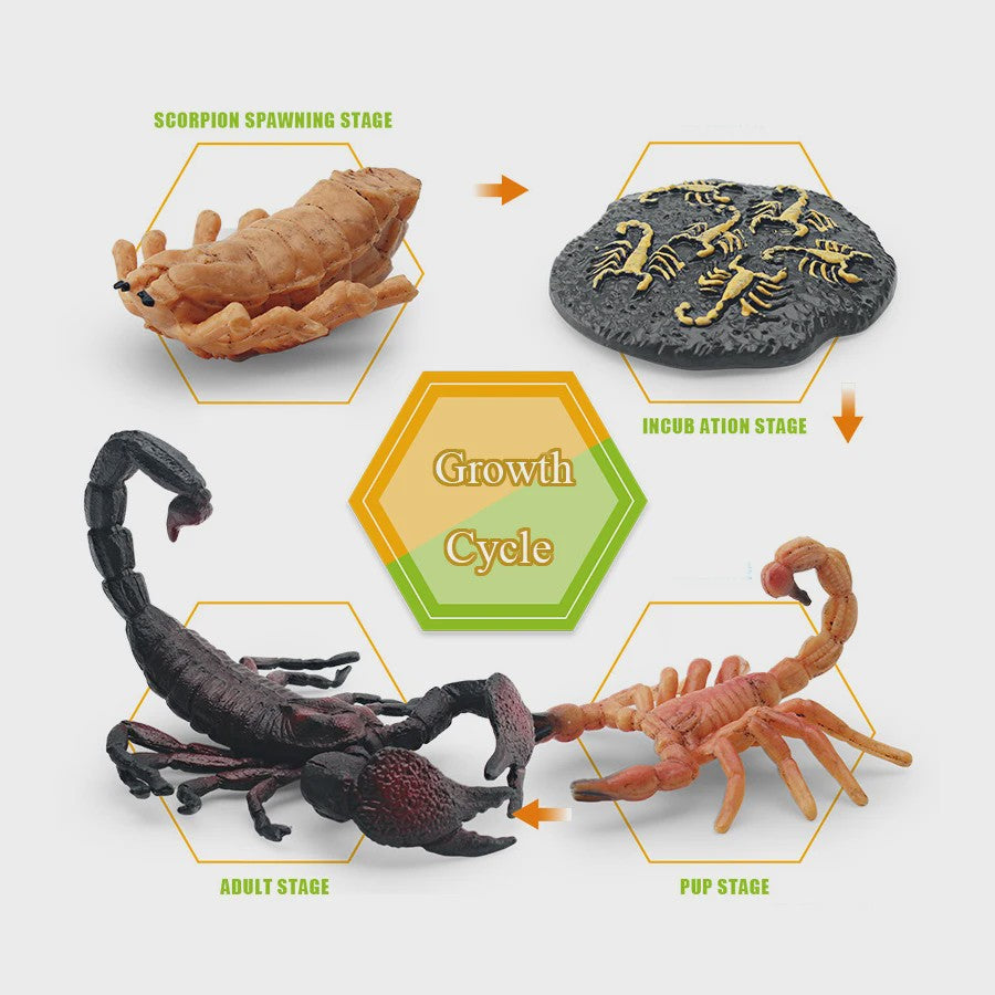 Montessori Levenscyclus Insecten Speelgoed: Spin, Duizendpoot, Schorpioen & Mier