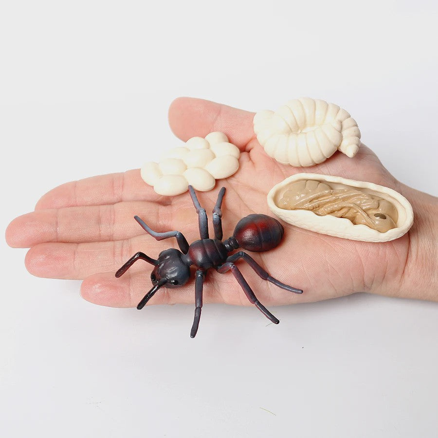 Montessori Levenscyclus Insecten Speelgoed: Spin, Duizendpoot, Schorpioen & Mier