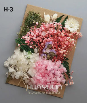 Set Gedroogde Bloemen & Hydrangea voor Ambacht & Decoratie