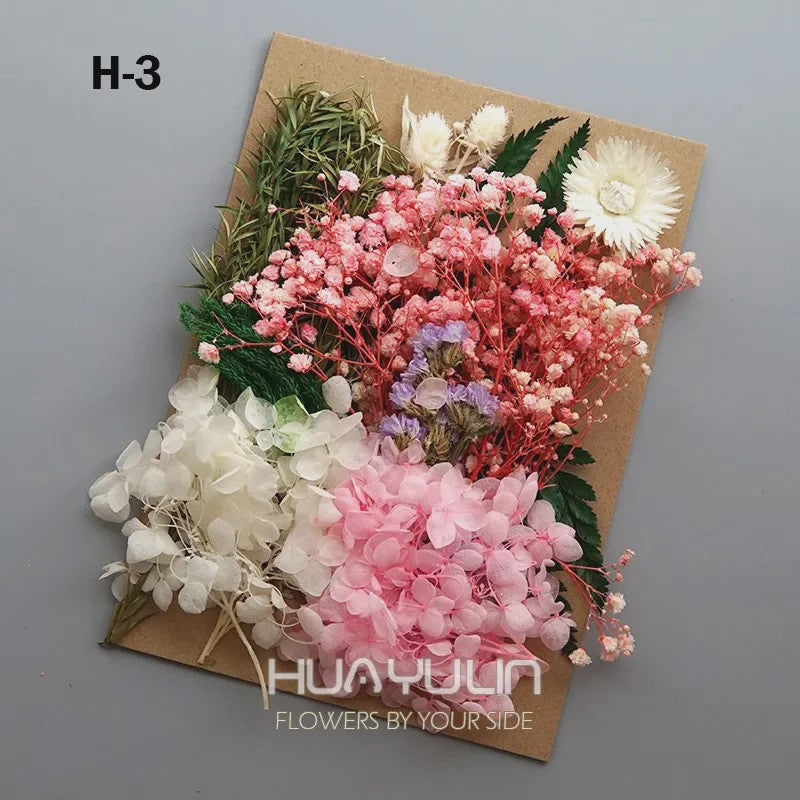 Set Gedroogde Bloemen & Hydrangea voor Ambacht & Decoratie