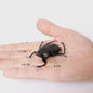 Realistische Insecten & Slakken Modellen - Educatief Speelgoed, Verzamelen & Decoratie