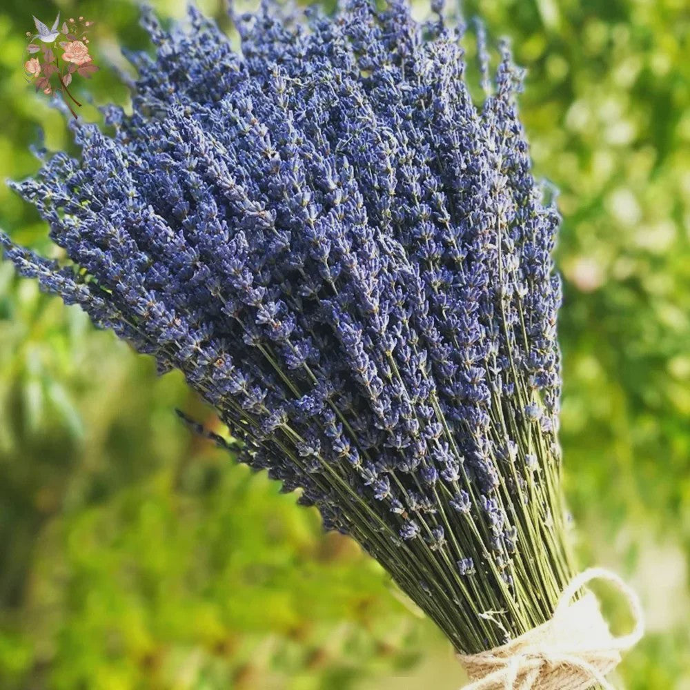 Natuurlijke Gedroogde Lavendel Bundels (50/100 Stuks) - Decoratie & Aromatherapie