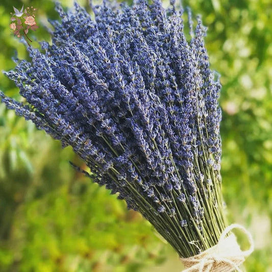 Natuurlijke Gedroogde Lavendel Bundels (50/100 Stuks) - Decoratie & Aromatherapie