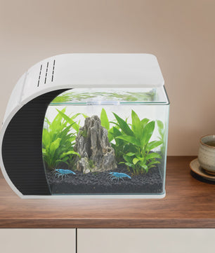 Moderne Glazen Aquarium Set met LED Verlichting en Filterpomp - 19L