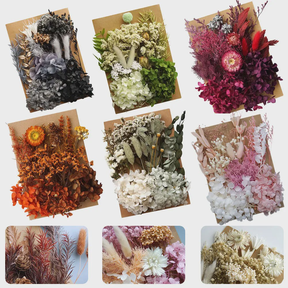 Set Gedroogde Bloemen & Hydrangea voor Ambacht & Decoratie