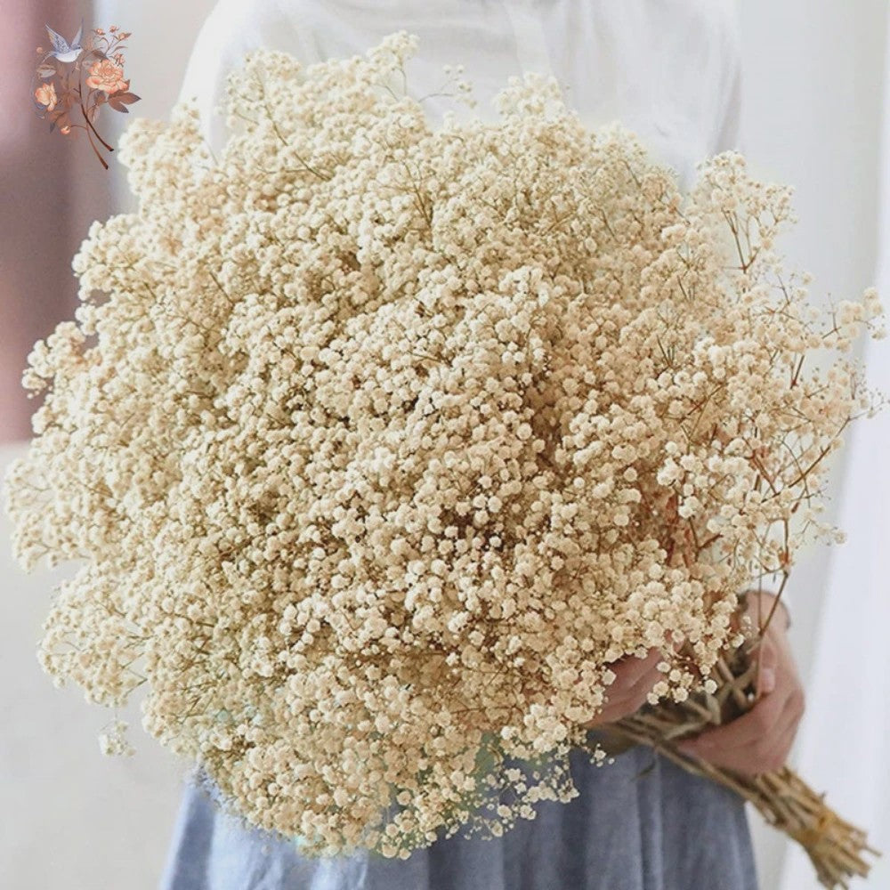 60g Gedroogde Baby's Breath Bloemboeket - Natuurlijke Gypsophila Decoratie