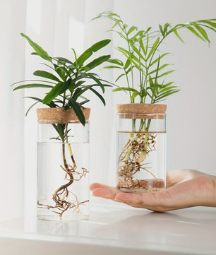Glazen Hydroponics Vaas - Plantenstekken Station & Decoratie
