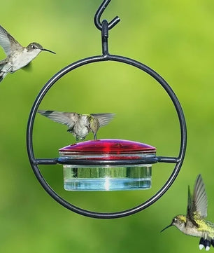 Hangende Kolibrivoederaar - Ronde Water Voeder voor Tuin en Balkon