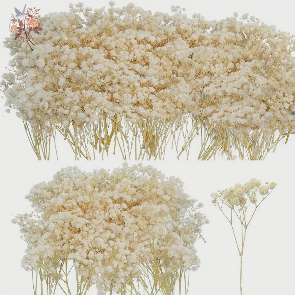 Gedroogde Mini Gipsenkruid Bloemen (100 stuks) - DIY Decoratie & Cadeau