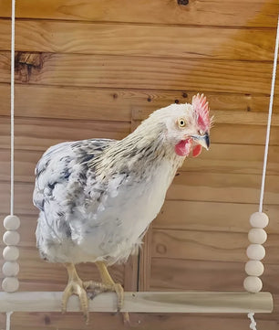 Houten Kip Schommel met Kralen - Klim- en Speeltoestel voor Kippen & Vogels