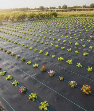 Onkruiddoek Zwart 2x50m PP - UV & Waterbestendig Bodembedekker voor Tuin, Gazon & Balkon