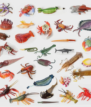 Educatieve Prehistorische Zeedieren Figuren Set: Baculite, Opabinia, Krab & Meer