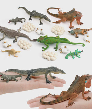Educatieve Reptielen Levenscyclus Modellen: Kameleon, Baardagaam, Leguaan