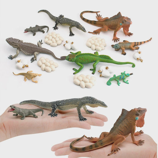 Educatieve Reptielen Levenscyclus Modellen: Kameleon, Baardagaam, Leguaan