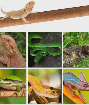 Natuurlijke Houten Klimtak voor Reptielen - Terrarium Decoratie & Speelgoed