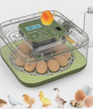 Automatische Incubator voor 12 Eieren met Temperatuur- en Vochtigheidsregeling