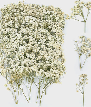 110 Stuks Gedroogde Baby's Breath (Gypsophila) - Boho Decoratie & Knutselmateriaal