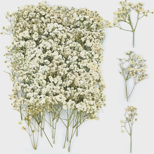 110 Stuks Gedroogde Baby's Breath (Gypsophila) - Boho Decoratie & Knutselmateriaal