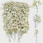 110 Stuks Gedroogde Baby's Breath (Gypsophila) - Boho Decoratie & Knutselmateriaal