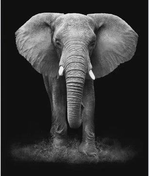 Moderne Canvas Schilderijen met Dieren: Leeuw, Olifant, Zebra & meer - Minimalistische Wanddecoratie