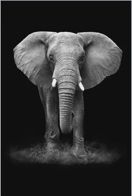 Moderne Canvas Schilderijen met Dieren: Leeuw, Olifant, Zebra & meer - Minimalistische Wanddecoratie