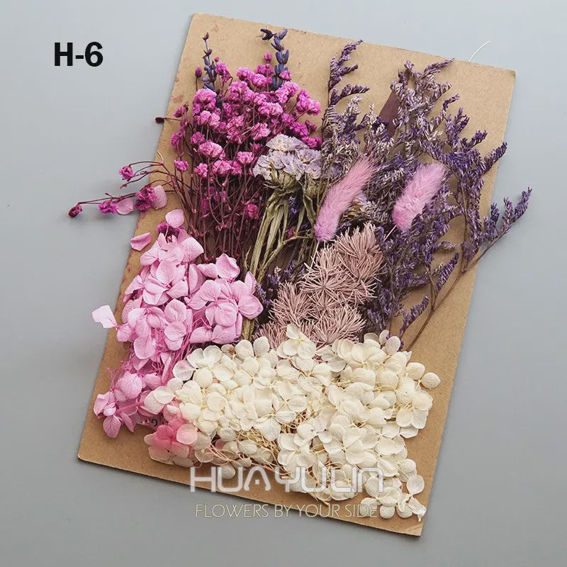 Set Gedroogde Bloemen & Hydrangea voor Ambacht & Decoratie