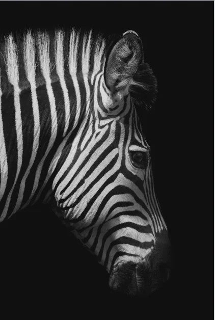 Moderne Canvas Schilderijen met Dieren: Leeuw, Olifant, Zebra & meer - Minimalistische Wanddecoratie