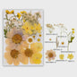 Set Gedroogde Bloemen & Bladeren (16-19 Stuks) - Natuurlijk & Realistisch