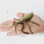 Realistische Insecten & Slakken Modellen - Educatief Speelgoed, Verzamelen & Decoratie