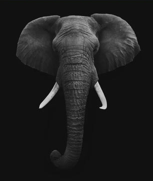 Moderne Canvas Schilderijen met Dieren: Leeuw, Olifant, Zebra & meer - Minimalistische Wanddecoratie