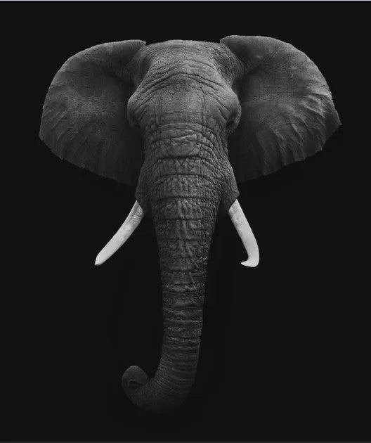 Moderne Canvas Schilderijen met Dieren: Leeuw, Olifant, Zebra & meer - Minimalistische Wanddecoratie