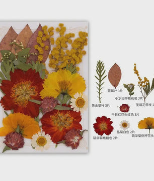 Set Gedroogde Bloemen & Bladeren (16-19 Stuks) - Natuurlijk & Realistisch
